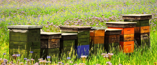 The Critical Role of Precision-Engineered Beeboxes in Beekeeping