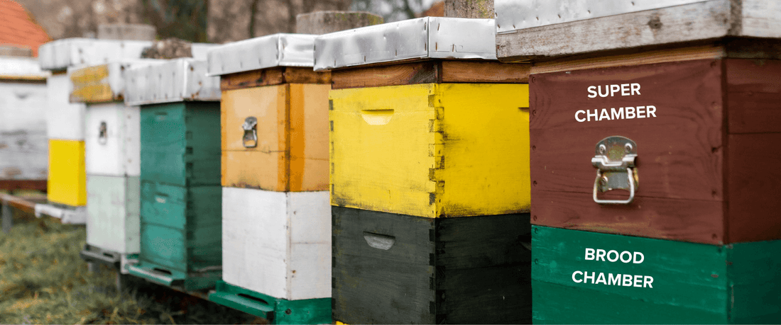 The Science and Wisdom of Harvesting Honey from the Super Chamber