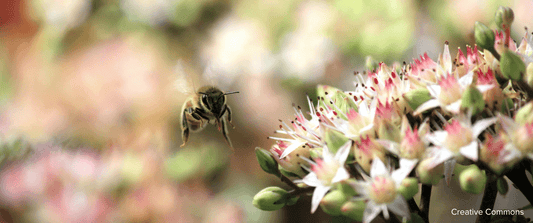 The Crucial Call to "SAVE the BEE" in India
